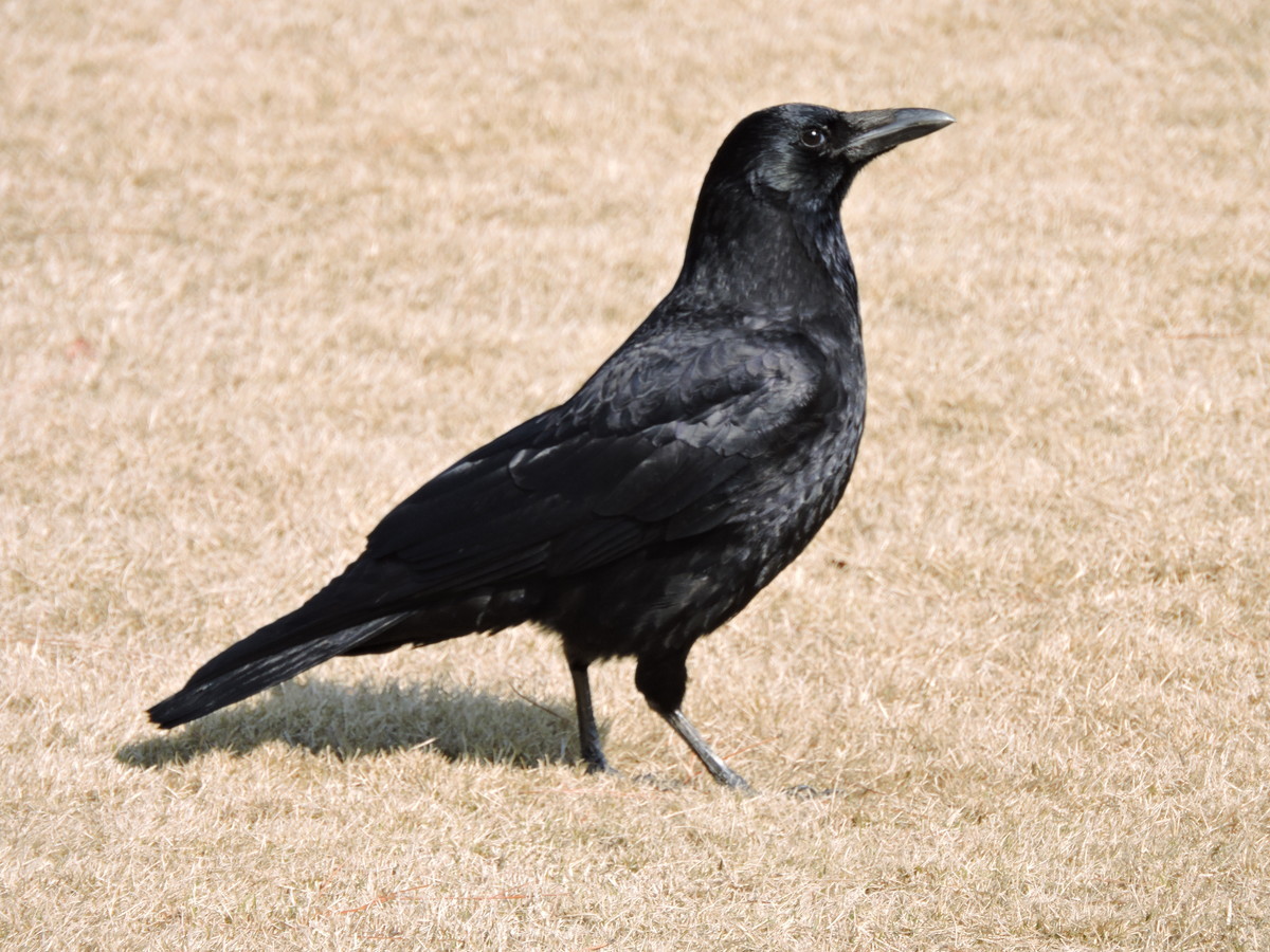 カラス 石川県 野鳥 おおたにペットクリニックのblog