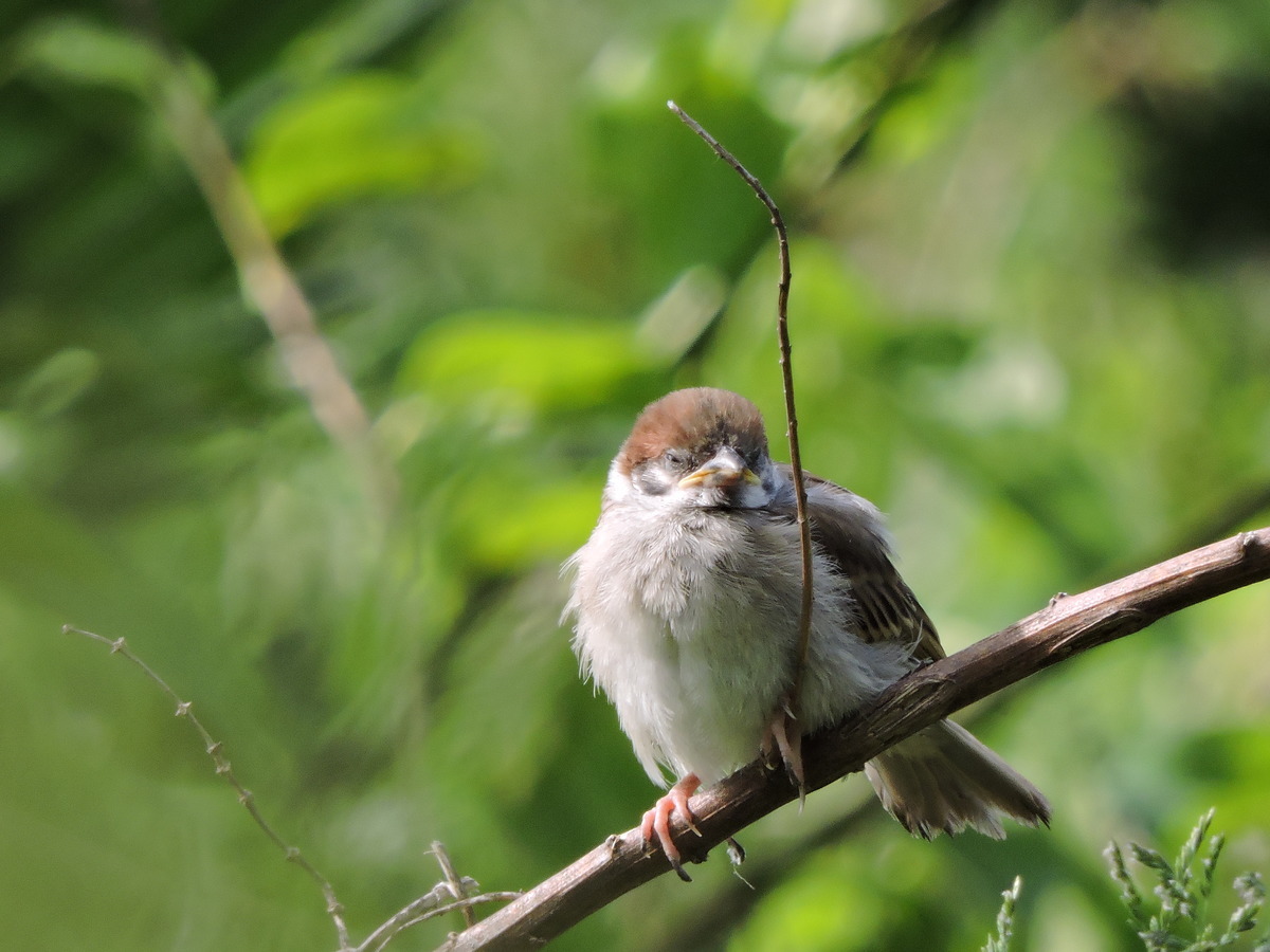 北陸 石川県の野鳥 おおたにペットクリニックのblog