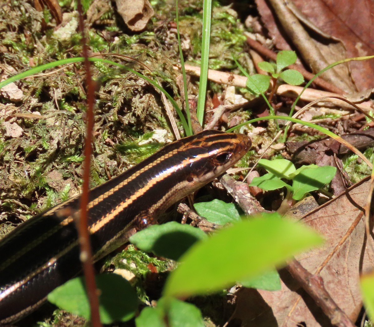 石川県の動物 おおたにペットクリニックのblog