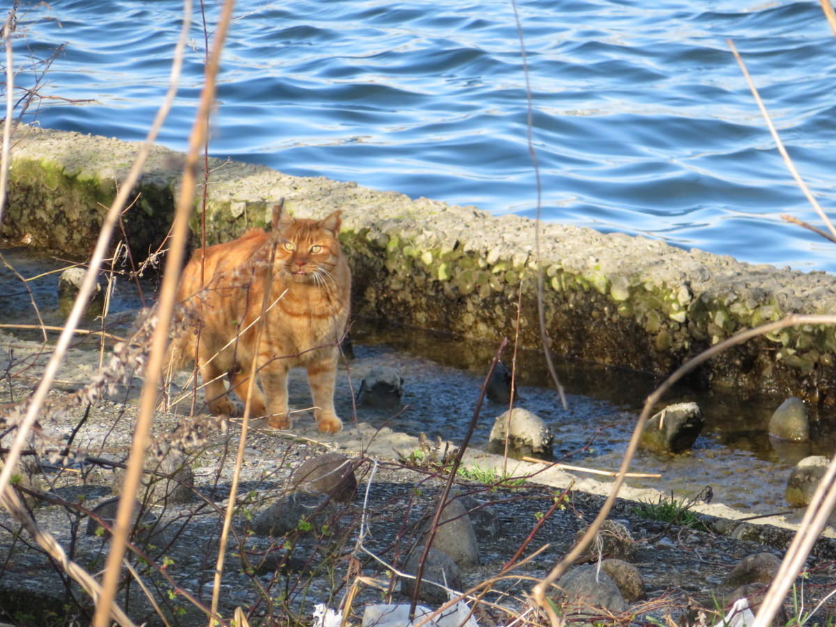 猫神様 おおたにペットクリニックのblog